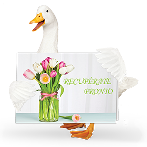 Aflac duck with get well soon card