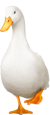 Aflac Duck