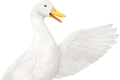 The Aflac Duck pointing it's wing