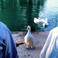 Aflac's Park Bench Commercial