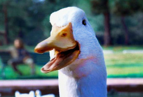 The Aflac Duck