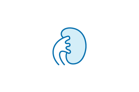 kidney icon