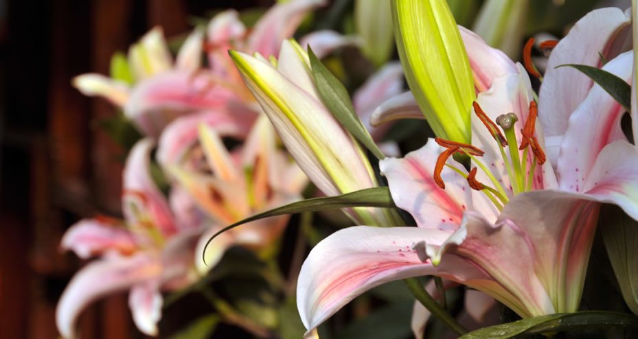 flowers for funeral