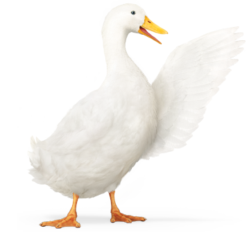 Aflac duck