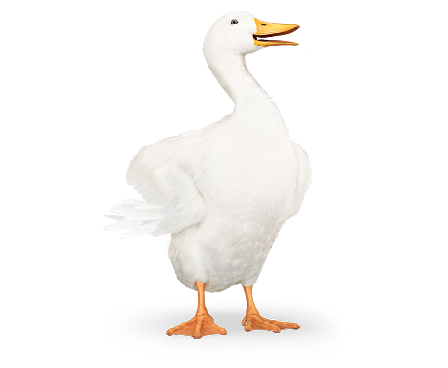 Aflac duck with wings out