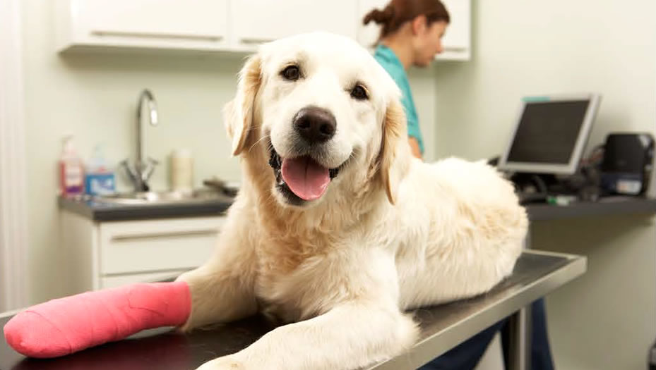 dog with cast on laying on the vet exam table
