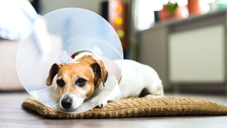 dog laying on rug with cone on it's head