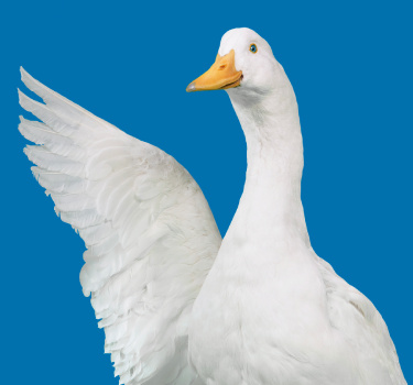 Aflac Duck, on a blue background