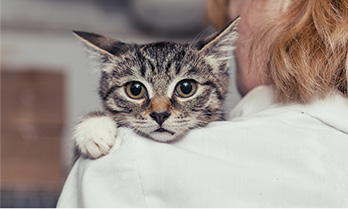Rescues animals